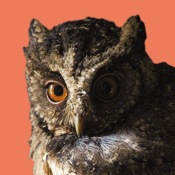 Królestwo Zwierząt - spotkanie z fauną w Pasażu Odkryć